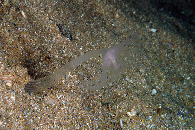 Corymorpha nutans
